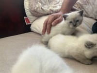 Yavru kedilerimiz yuva arıyor