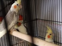 Garanti Takım Sultan Papağanı