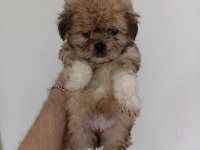 Morkie yavrumuz