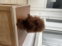 Toy poodle kore kan dişi