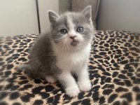 Bicolour ve british shorthair bebeklerimiz teslime hazır