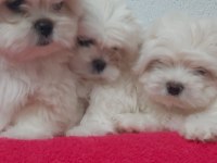 Petmode köpek çiftliğinden kore kan maltese
