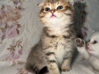 British longhair sağlık ırk garantili