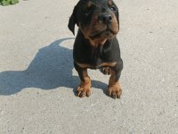 Doberman dişi erkek mevcuttur