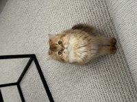 Dişi 1.5 yaşında çok uslu cana yakın british longhair