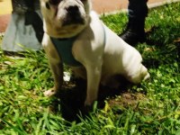 2 yaşında dişi french bulldog