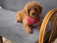 Maltipoo Bebekler