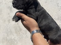 Cane Corso Yavrular