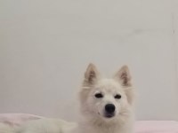 Fox face Pomeranian