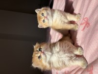 British Shorthair Longhair Bebekler