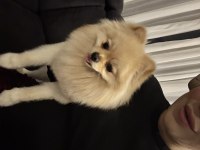 Erkek pomeranian en küçük boy