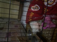 2 aylık dişi maltese terrier
