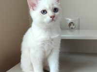 3 AYLIK DİŞİ ERKEK BRİTİSH LONGHAİR