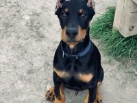 HEYBETLİ ESTETİKLİ DOBERMAN SAĞLIK VE IRK GARANTİLİ DOBERMAN