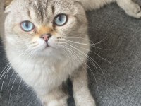 Scottish Fold 1 Yaşında
