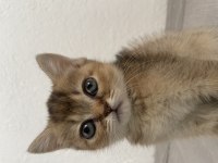 British shorthair black golden