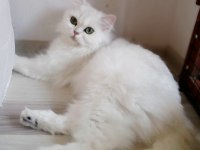 Dişi şecereli british longhair arayanlara