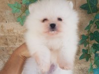 A kalite pomeraninan boo