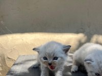MÜKEMMEL BLUEPOİNT YAVRU KEDİLER