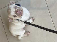 Egzotik pink pug mops
