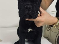 Cane Corso Yavru