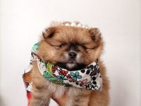 Yavru Saf Pomeranian Boo