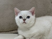 Sahibinden british shorthair kedisi