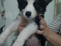 Safkan border collie