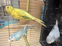Yeme yeni düşen Jumbo yavrular ve birtakım Jumbo kuşlar