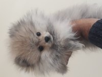 20 Ocak doğumlu pomeranian oğlumuz