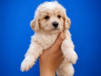 BEYAZ PAMUK MALTİPOO BEBEĞİMİZ