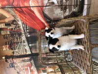 Border Collie Yavru
