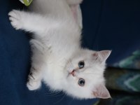 Safkan british shorthair kardeşler