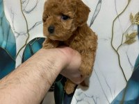 İlk sağlık taramalarından geçen poodle bebekler