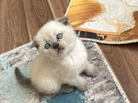 Minik scottish fold mutluluklar