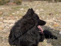 Alman çoban köpeği
