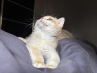 Golden british shorthair
