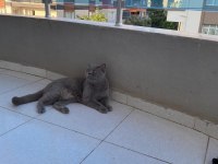 Damızlık british shorthair 3 yaşında