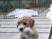 23 mayıs doğumlu maltipoo yavrularımız