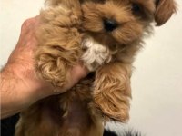 Teacup Maltipoo