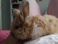 Aslan Yele (LionHead) Tavşan