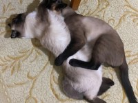 Güzeller güzeli siyam kedimiz Bella