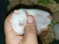 Her Renkte Suriye Hamsterları