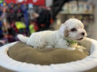 BİBLO GÜZELLİĞİNDE TEACUP MALTİPOO