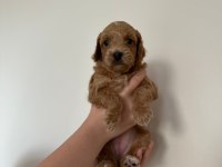 45 günlük anne altından yavru köpeklerimiz
