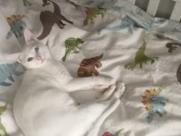 KAYIP VAN KEDİSİ (ÖDÜL VERİLECEKTİR)