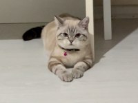 Blue Point 1,5 Yaşında Kedimiz