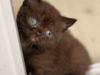 Çikolata british shorthair yavru