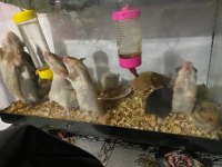 Suriye Hamsteri