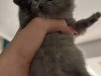 3 tane güzeller güzeli bebek scottish fold